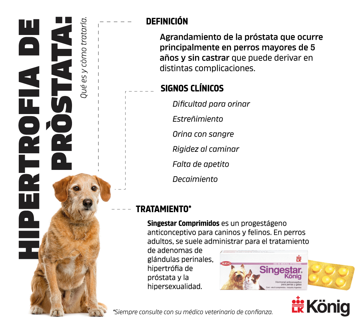 Qué es la hipertrofia de próstata? - Konig - Productos veterinarios para pequeños animales animales productivos