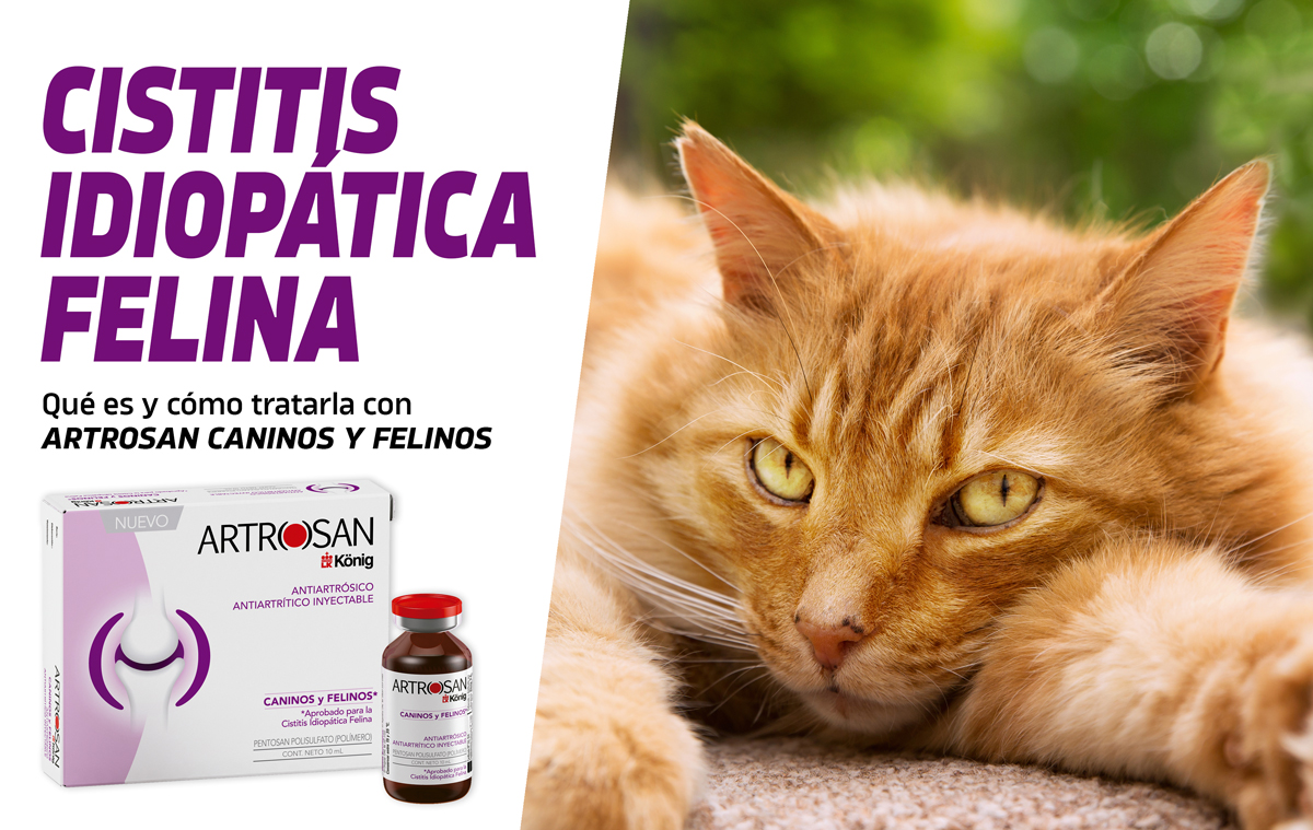 Cistitis idiopática felina - Konig Productos veterinarios para pequeños animales y animales productivos